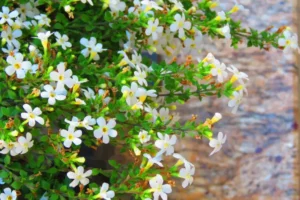 Bacopa - isopul de apa planta