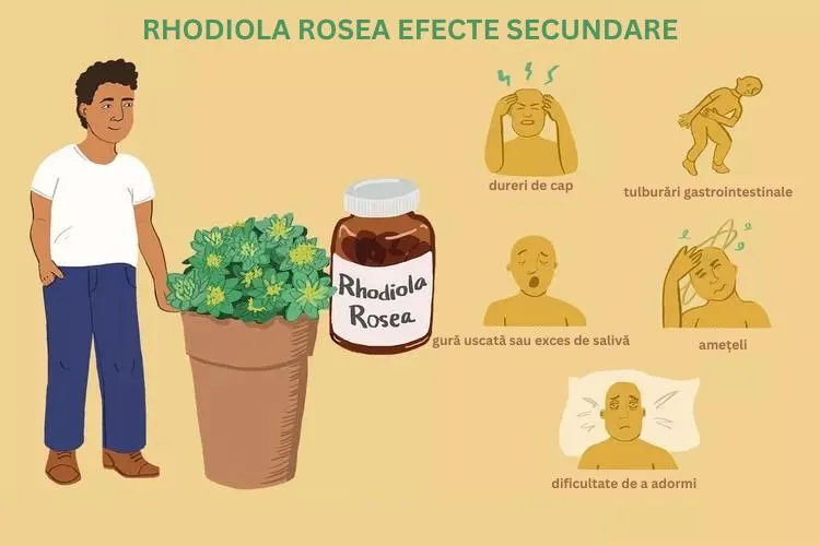 rhodiola rosea efecte secundare