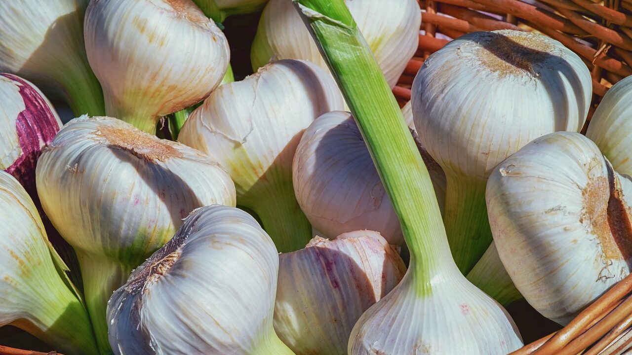 garlic 3471701 1280 edited