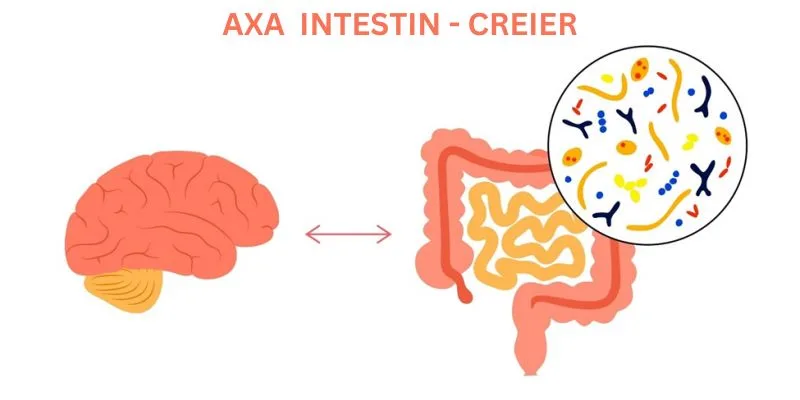 desen reprezentând axa intestin - creier