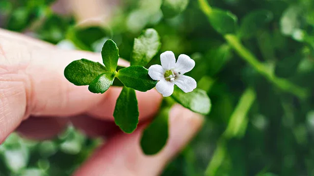 Bacopa monnieri herb also know as brahmi in ayurveda 1024x400 edited