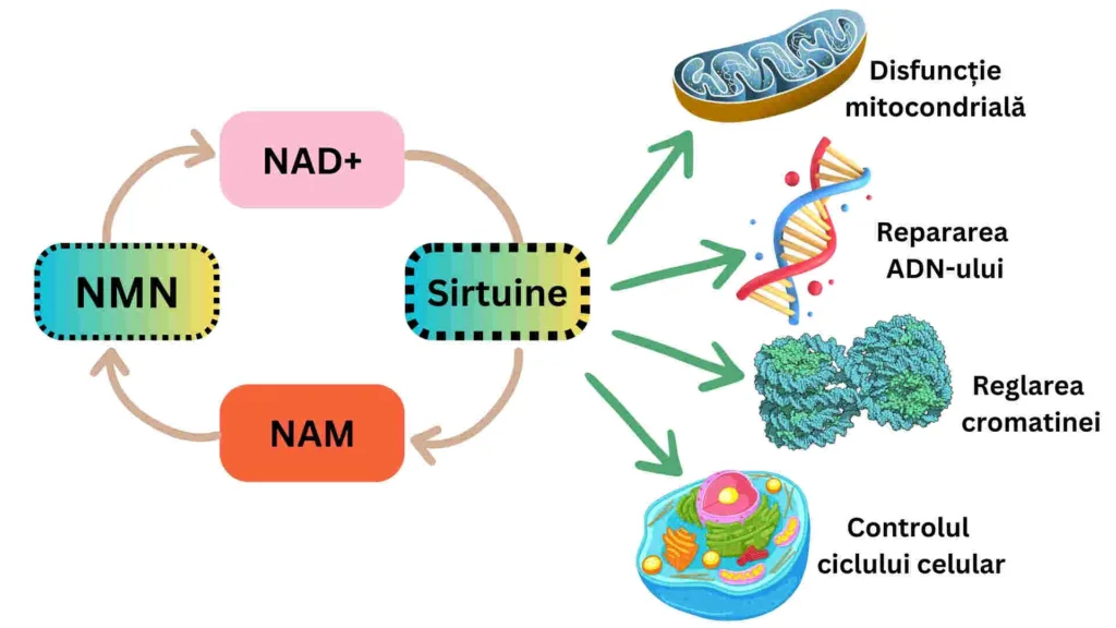 NMN sirtuine 1