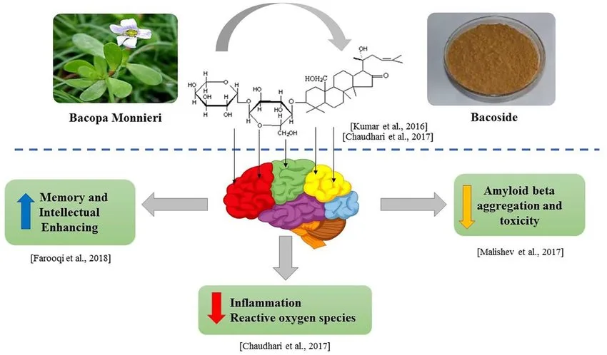 Neuroprotective effects of bacoside from Bacopa monnieri jpg