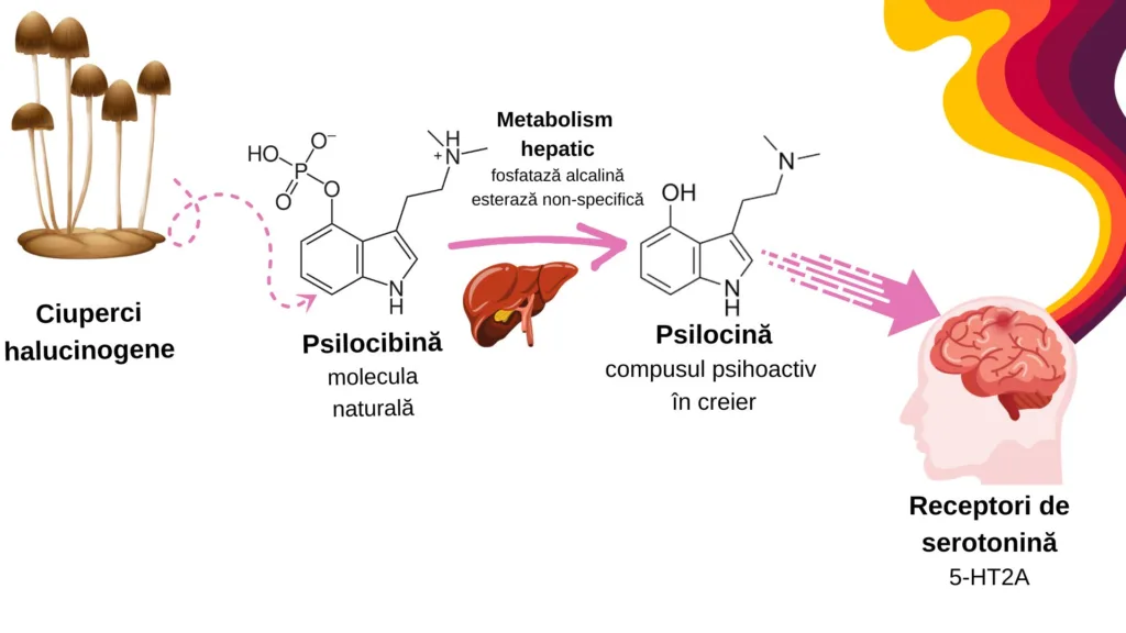 grafic efect psilocibina asupra creierului