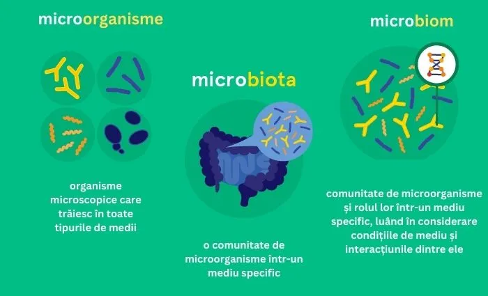 Microbiom intestinal explicat