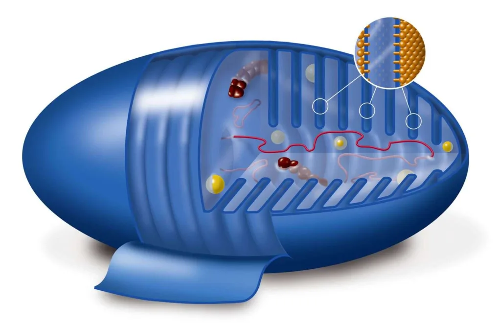 mitochondrion artwork 470662967 5958f1ff3df78c4eb6a25d38 Krebs cycle 1