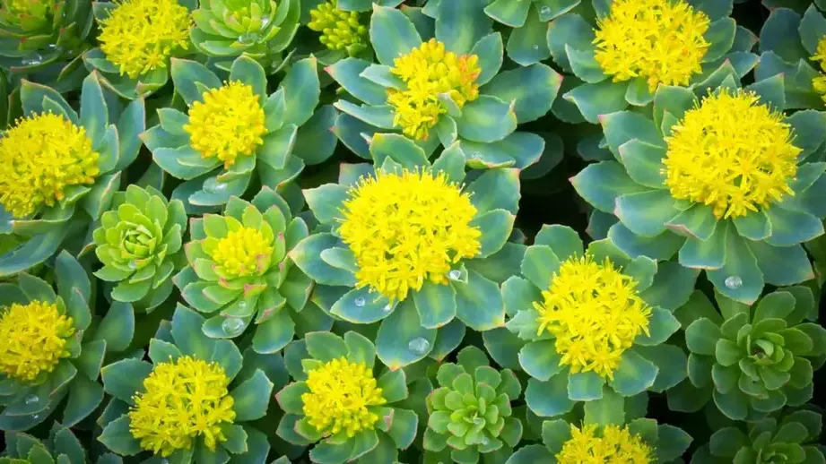 rhodiola rosea 1296x728 80 edited