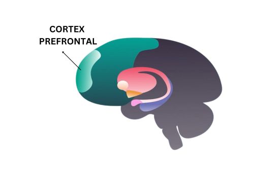 cortexul prefrontal