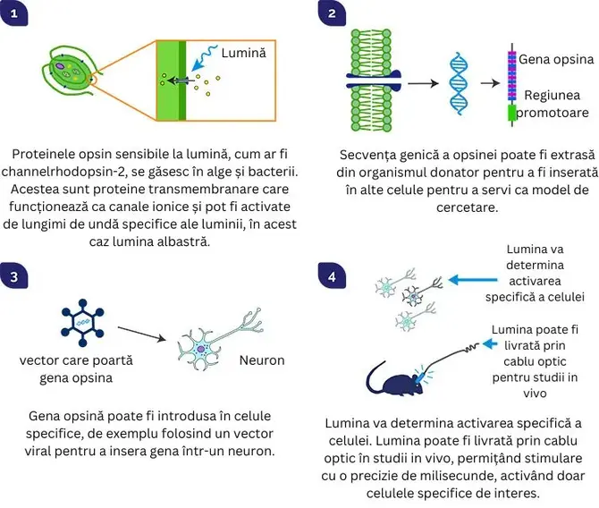 procesul prin care functioneaza optogenetica