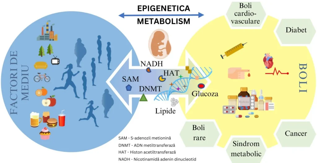 factori externi care afecteaza epigenomul