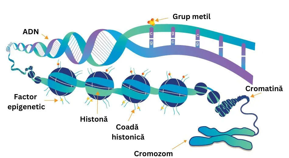 cum functioneaza epigenetica